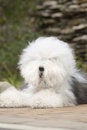 Free Old English Sheepdog Stock Photos - 6786663