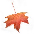 Free Autumn Leaf Stock Image - 6787081