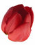Free Red Tulip Stock Images - 6781464