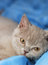 Free House Cat Of Ashy Color Royalty Free Stock Image - 6783506