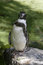 Free Humboldt Penguin Stock Images - 6787264