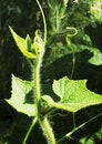 Free Fresh Leaf In The Sunshine Stock Images - 6796264