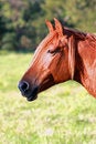 Free Sunburnt Equine Royalty Free Stock Photos - 6796868