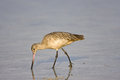 Free Marbled Godwit Feeding In A Pool Stock Photography - 6798622