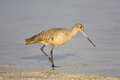 Free Marbled Godwit Walks The Beach Stock Image - 6798651