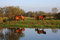 Free A Herd Of Horses Royalty Free Stock Image - 6790026