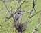 Free Great Blue Heron Royalty Free Stock Image - 6790826