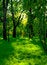 Free Day In The Park Royalty Free Stock Images - 6796279