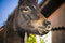 Free Horse Stock Images - 6796364