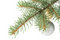 Free Fir Tree Branch With Decoration Royalty Free Stock Image - 6798836