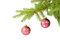 Free Fir Tree Branch Royalty Free Stock Images - 6798909