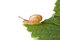 Free Garden Snail Stock Photo - 6798920
