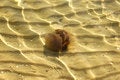 Free Australian Spotted Jelly Fish Stock Photo - 680310