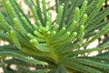 Free Plant Detail Stock Photography - 684312