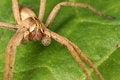 Free Spider Stock Images - 684924
