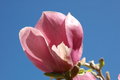 Free Pink Blossom Stock Photography - 686972