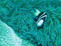 Free Big Fish Little Fish Royalty Free Stock Photos - 687408