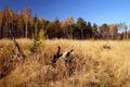 Free Wood Glade. Stock Image - 688291