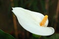Free A Pistil Of Calla .. Stock Images - 688334