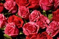 Free Flowers 50 Royalty Free Stock Photography - 689287