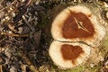Tree stump