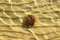 Free Australian Spotted Jelly Fish Stock Photo - 680310