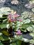 Free Pink Tropical Water Lily S Royalty Free Stock Images - 682049