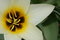 Free White Tulip Stock Photos - 687003