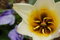 Free White Tulip Stock Photo - 687010