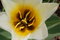 Free White Tulip Stock Image - 687011