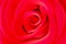 Free Bright Rose Royalty Free Stock Photography - 687027