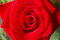 Free Red Rose Royalty Free Stock Photography - 687037