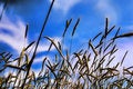 Free Harvest November Stock Photo - 6800580