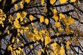 Free Lime Foliage In November Stock Image - 6804201