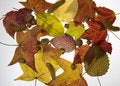 Free Fall Leaves Royalty Free Stock Images - 6806099