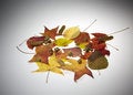 Free Fall Leaves Stock Images - 6806174