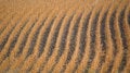 Free Crop Field Royalty Free Stock Photography - 6807697