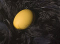 Free Golden Nest Egg Stock Photos - 6810713