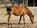 Free Adult Horse Stock Photo - 6811940