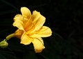 Free Yellow Day Lily Royalty Free Stock Photos - 6812678