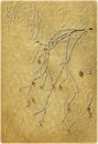 Free Old Natural Paper With Leaves Royalty Free Stock Image - 6819436
