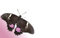 Free Butterfly With Pink Isolated Royalty Free Stock Image - 6812396