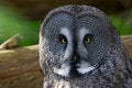 Free Great Grey Owl Royalty Free Stock Photos - 6823118
