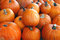 Free Pumpkin Patch Royalty Free Stock Photos - 6827678