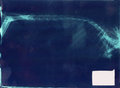 Free X-ray Picture Of The Spinal Of Rodent Stock Image - 6832921