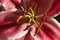 Free Star Gazer Lily Royalty Free Stock Images - 6834239