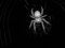 Free Araneus Diadematus Stock Photos - 6834483