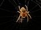 Free Araneus Diadematus Stock Images - 6834544