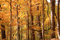 Free Autumn Colors In The Forest Stock Photos - 6838133