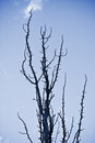 Free Spooky Tree Royalty Free Stock Photo - 6847525